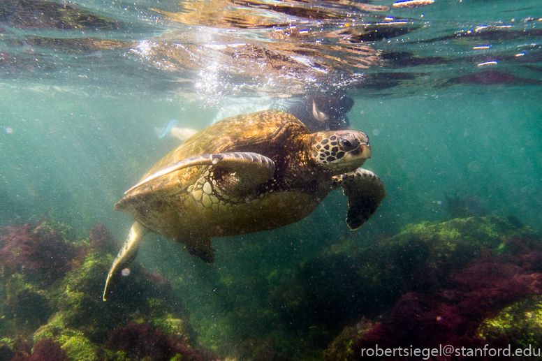 galapagos